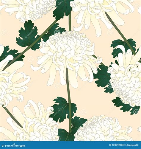 White Chrysanthemum Kiku Japanese Flower On Beige Ivory Background