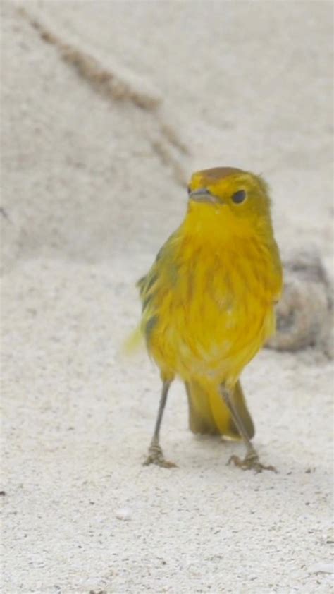North American Birds with Yellow Wings
