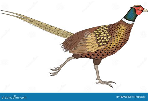 Ring Necked Pheasant Running Illustration Stock Vector Illustration