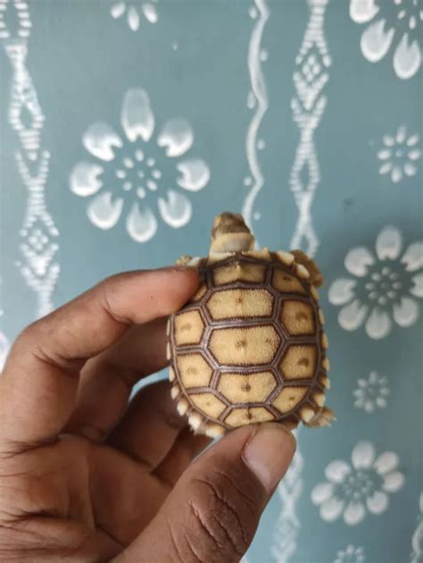 Kura Kura Sulcata Cb Indo 5cm Lazada Indonesia