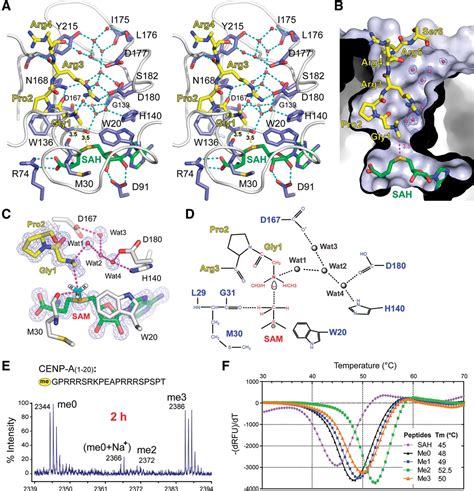 Molecular Basis For Histone N Terminal Methylation By NRMT1