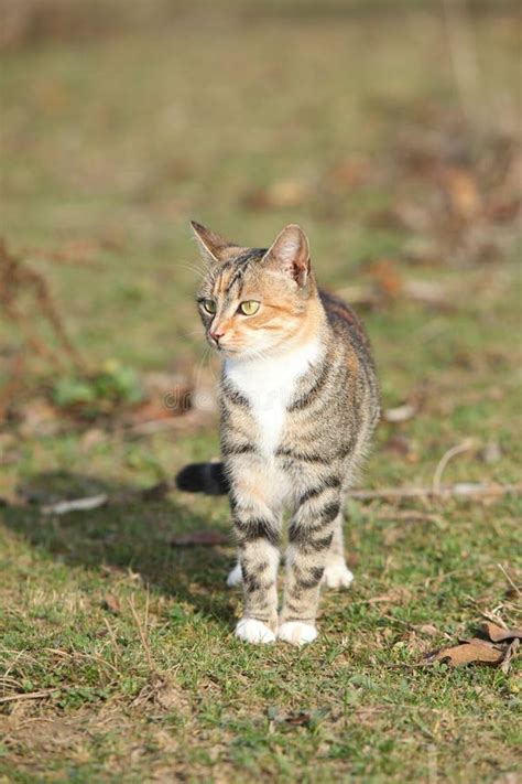 Amazing Tricolour Cat Looking at You Stock Photo - Image of tricolour ...