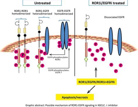 Pharmaceutics Free Full Text A Small Molecule Targeting The