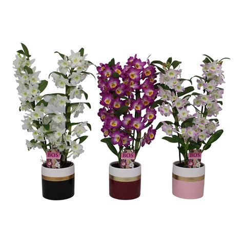 Dendrobium Nobile Classic Mix Tak Horizon Mix Clmixhor