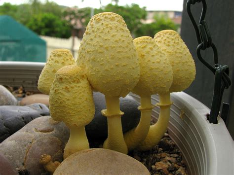 Leucocoprinus Birnbaumii Alchetron The Free Social Encyclopedia