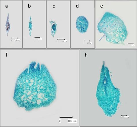 The Developmental Structure Of Dendrobium Phalaenopsis Orchids Embryo