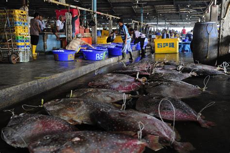 Pelabuhan Muara Baru Akan Dikembangkan Jadi Pasar Ikan Modern