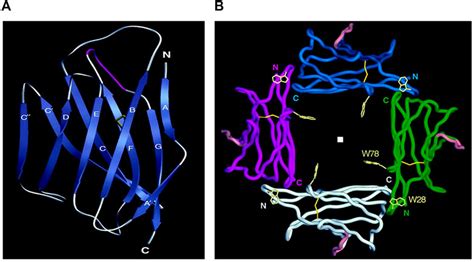 Frontiers Overview Of Myelin Major Myelin Lipids And Myelin