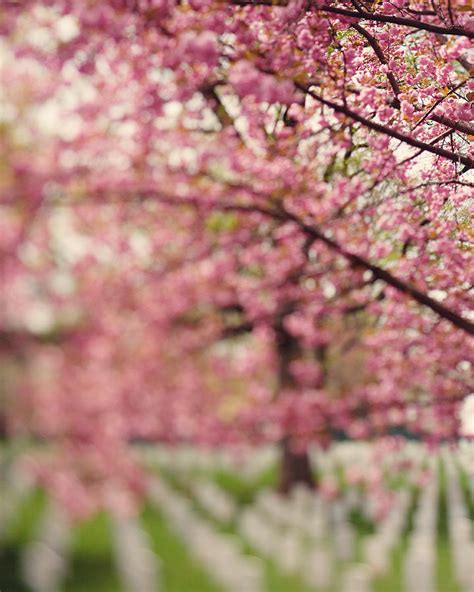 Arlington National Cemetery Photograph By Kim Fearheiley Pixels