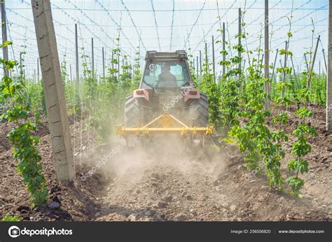 Hops Field And Blue Sky Stock Photo By ©badahos 256556820