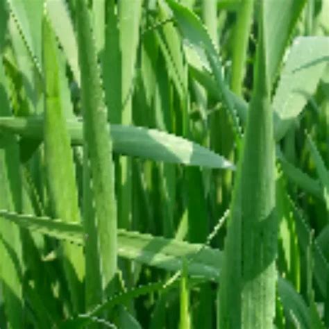 Pakistani Doctor Flashing Dick To Nurse Gone Into Anal Sex With Clear Hindi Audio XHamster