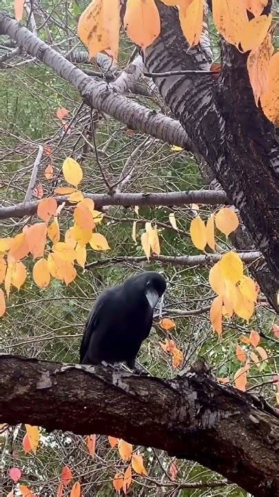 I Just Adore Everything About Crows 🐦⬛️♥️ How About You Crow