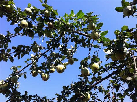 Free Images Nature Branch Blossom Fruit Sunlight Leaf Flower