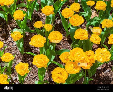 Close Up Shot Of Many Tulips Blossom At Garvan Woodland Gardens Stock