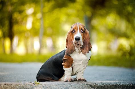 Basset Hound Sitting Stock Image Image Of Nature Canine 26758063