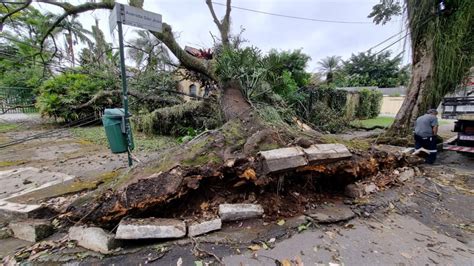 Árvore de grande porte cai sobre casa na avenida São João