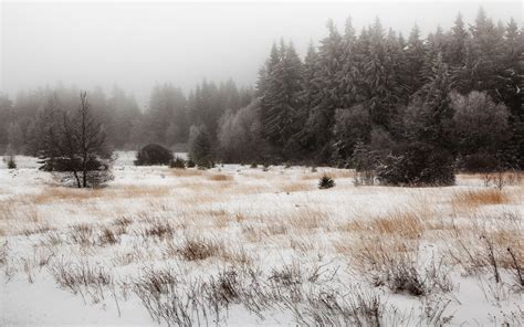 Wallpaper Trees Landscape Forest Grass Snow Winter Field Morning Frost Freezing Tree