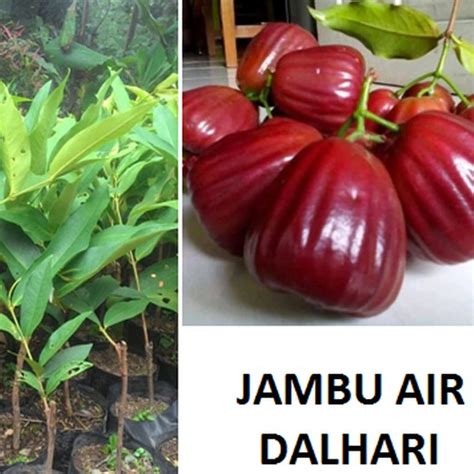 Jual BIBIT JAMBU AIR DALHARI OKULASI CEPAT BERBUAH COCOK DI TARUH POT