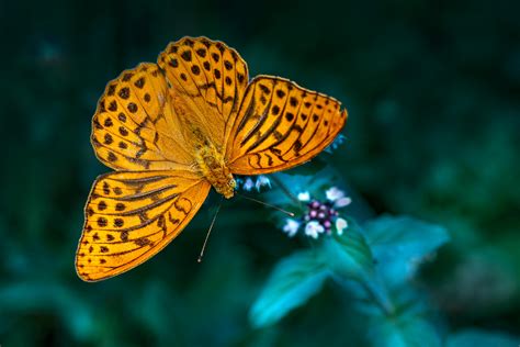 100,000+ Best Insect Photography Photos · 100% Free Download · Pexels ...