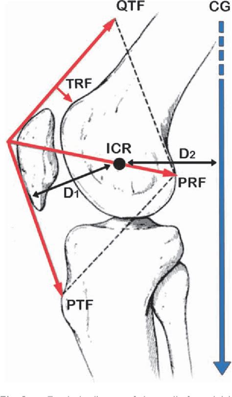 PDF Basic Kinematics And Biomechanics Of The Patello Femoral Joint