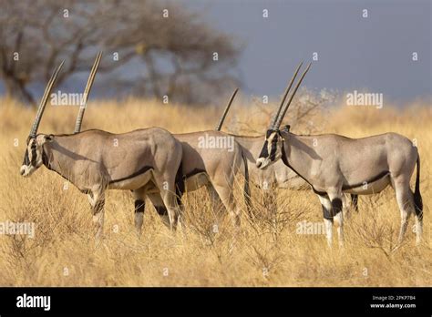 East African Oryx Oryx Beisa Four Adults Standing In Dry Savannah