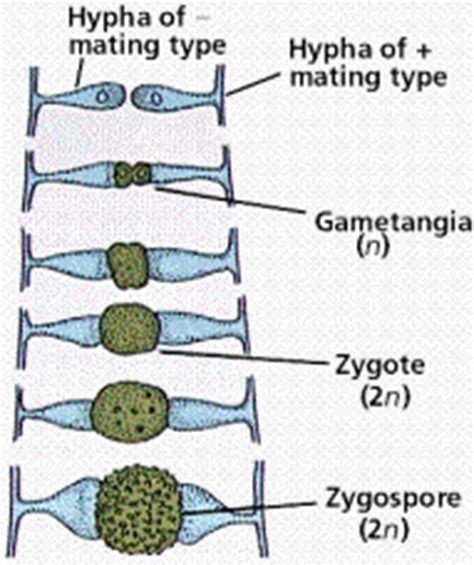 Biología De Joseleg Reproducción Reproducción Y Ciclo De Vida De Los Zigomicetos