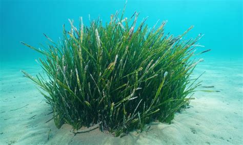 Posidonia Oce Nica La Planta Acu Tica Exclusiva Del Mediterr Neo