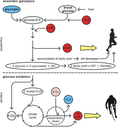 Athletic Performance And Recovery