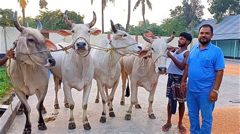 আজ ৪ জুন স্পেশাল বলদ ও দুটি বড় মানের ষাঁড় গরুর প্যাকেজ দিনাজপুর