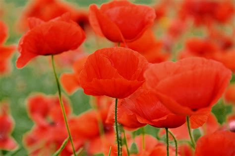 Безплатна снимка : природа, венчелистче, червен, флора, coquelicot ...