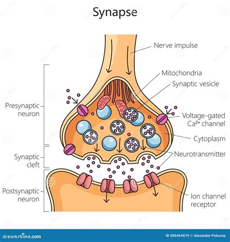 Synapse Labeled Diagram And Receptor Vector Illustration | CartoonDealer.com #42236150