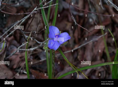 Three Petaled Blue Purple Flower Hairyflower Spiderwort Tradescantia