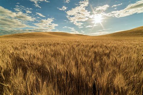 Palouse fields Shared via Flipboard Moving To Idaho, Washington State University, Palouse, City ...