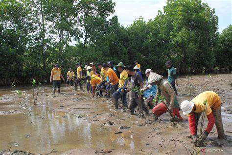 Kkp Tanam Batang Mangrove Di Maros Antara News