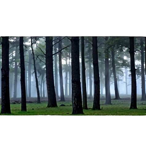 Download Forest Foggy Dawn Png 05032024