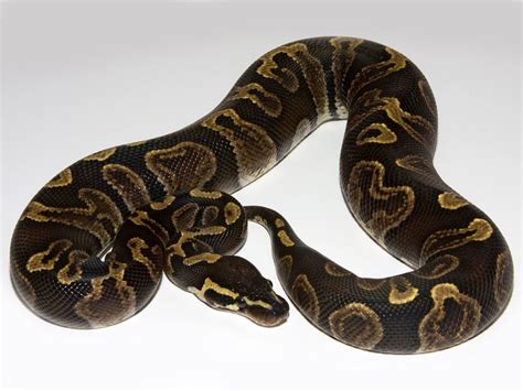 Morph List - World of Ball Pythons