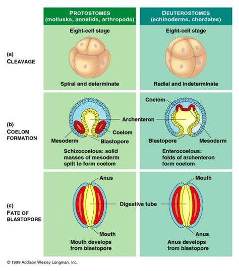 Deuterostome - Alchetron, The Free Social Encyclopedia