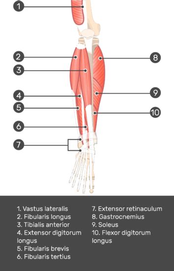 Extensor Digitorum Longus Origin Insertion Action Getbodysmart