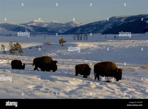 American Buffalo OR Bison, Bison bison In snow Photographed in ...