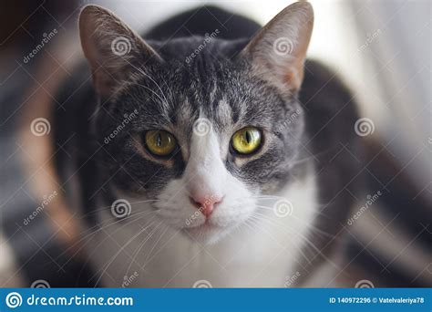 Striped Cat With A Charming Magical Look Stock Photo Image Of Look