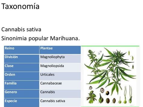 Cannabis Sativa