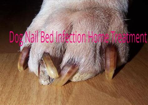 Dog Nail Fungus Treatment Nail Ftempo