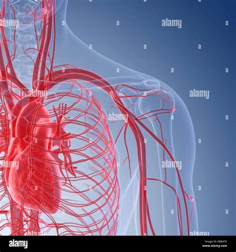 Illustration Of The Blood Vessels Of The Shoulder Stock Photo Alamy