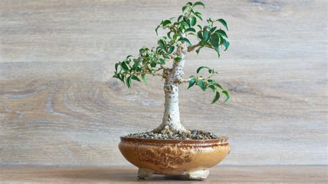 Ficus Bonsai Offer Enjoyment Year Round Bonsai Made Simple