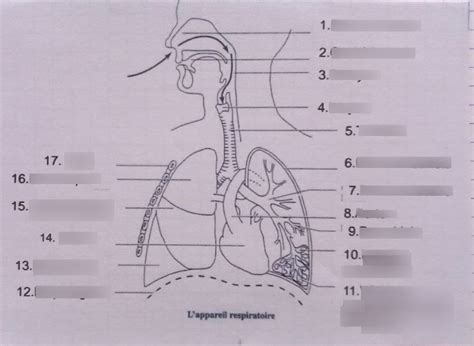 Diagramme De Appareil Respiratoire Quizlet