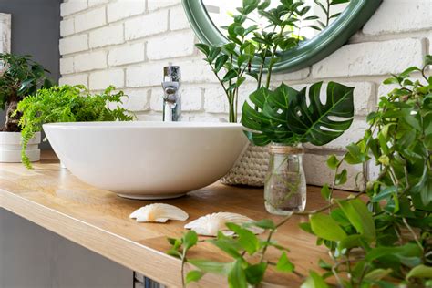 5 Best Plants To Refresh Your Bathroom - MyHomeware Blog