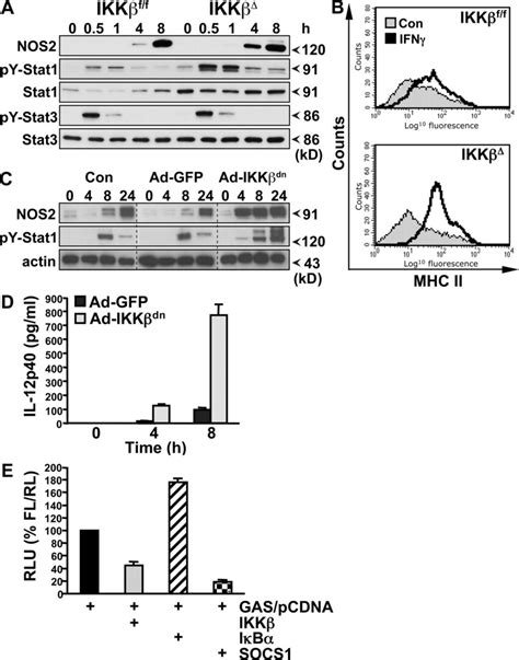 Ikk Inhibits Ifn Signaling In Macrophages A Peritoneal