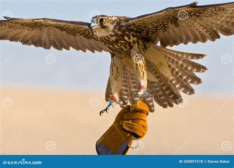 Falcon In The Desert Of Abu Dhabi Uae Closeup Of Falcon Bird Or Bird