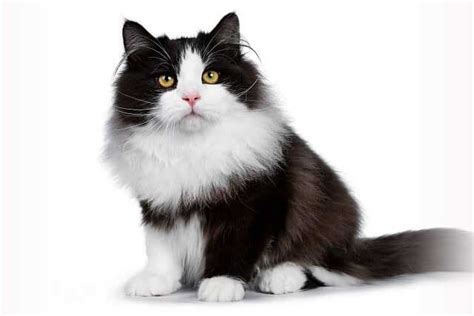 The 10 Cutest ＂Black & White＂ Cat Breeds