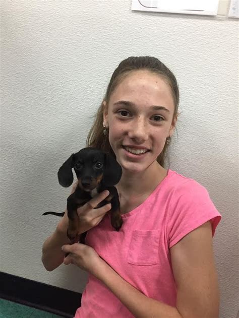 miniature dotson puppy dotson puppies puppies dogs  puppies